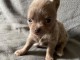 Chiots chihuahua a donner 