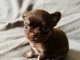 B&eacute;b&eacute; chiot chihuahua a donner 