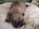 Chiots bouledogue fran&ccedil;ais a donner 