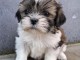 Chiots Shih Tzu &agrave; donner 