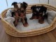 Chiot Yorkshire a donner contre bon soin 