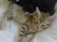B&eacute;b&eacute; chaton Bengal disponible 