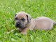 chiots cane corso femelle a donner 