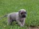 Je donne chiot Cane corso femelle 