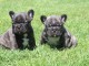 Deux chiots bulldog fran&ccedil;ais &agrave; donner 