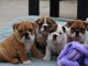 Chiots bulldog anglais disponible pour adoption 