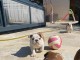 Je donne chiot bulldog anglais disponible 