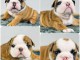 B&eacute;b&eacute; chiot bulldog anglais disponible 