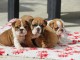 Adopter chiot bulldog anglais disponible 