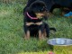 Je donne chiot ROTTWEILER 