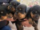 Adopter chiot rottweiler femelle et m&acirc;le 