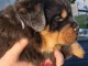 Je donne chiot rottweiler &agrave; donner 