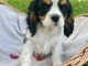 Chiot berger cavalier king charle disponible 