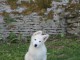 Chiots berger blanc suisse a donner 