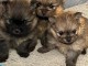 Chiots spitz nain disponible pour adoption 