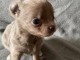 Je donne chiot chihuahua femelle a donner 