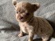 Chiots chihuahua &agrave; adopter 