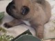 B&eacute;b&eacute; chiot bouledogue fran&ccedil;ais &agrave; donner 
