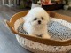 B&eacute;b&eacute; chiot bichon maltais &agrave; adopter 