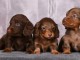 Chiots teckel a donn&eacute; disponible 