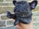 Chiots bulldog fran&ccedil;ais m&acirc;le &agrave; donner 