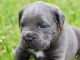 Chiots cane corso aux yeux bleus a donn&eacute; 