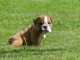 B&eacute;b&eacute; chiot bulldog anglais disponible 