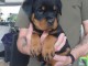 Adorable chiot rottweiler disponible 