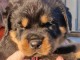 &Agrave; partir chiot rottweiler lof