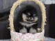 B&eacute;b&eacute; chiot spitz nain disponible 