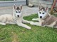 Chiots sib&eacute;rien husky a donner 