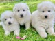 Chiots berger blanc suisse &agrave; donner 