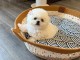 Chiots bichon maltais &agrave; adopter 