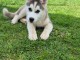 Je donne chiot husky sib&eacute;rien 