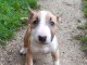 Chiots Bul terrier a donner 