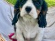chiots cavalier king charle femelle a donner 