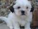 chiots Shih Tzu a donner m&acirc;le 