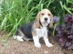 Je donne chiot beagle disponible 