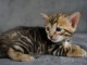 B&eacute;b&eacute; chaton Bengal disponible 
