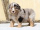 chiots berger australien lof m&acirc;le a donner 