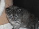 chaton norv&eacute;gien a donner 