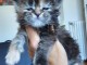 Chaton Maine coon &agrave; donner 