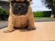 chiot bulldog fran&ccedil;ais &agrave; donner 