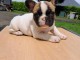 chiots bulldog fran&ccedil;ais m&acirc;le &agrave; donner 