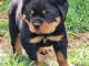 chiots rottweiler &agrave; donner femelle 