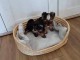 chiots York disponible 