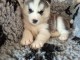 chiot husky sib&eacute;rien &agrave; donner m&acirc;le 