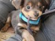 B&eacute;b&eacute; chiot chihuahua disponible 