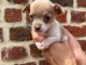 chiot chihuahua m&acirc;le disponible 