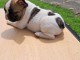 chiots bulldog fran&ccedil;ais femelle a donner 